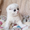 Zdjęcie №1. scottish fold - na sprzedaż w Nowy Jork | 1109zł | Zapowiedź № 100503