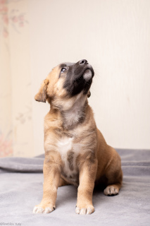 Zdjęcie №2 do zapowiedźy № 2009 na sprzedaż  nagi pies meksykański - wkupić się Federacja Rosyjska od żłobka
