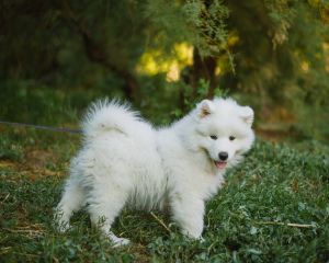 Zdjęcie №3. Samoyed. Chłopcy. Federacja Rosyjska