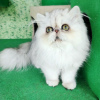 Zdjęcie №3. Sprzedam urocze kocięta perskie z rodowodem. Finlandia