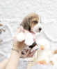 Zdjęcie №1. beagle (rasa psa) - na sprzedaż w Norymberga | Bezpłatny | Zapowiedź №99469