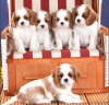 Zdjęcie №1. cavalier king charles spaniel - na sprzedaż w Graz | negocjowane | Zapowiedź №53347