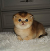 Zdjęcie №1. chinchilla cat - na sprzedaż w Mińsk | 1057zł | Zapowiedź № 7958