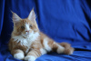 Zdjęcie №3. Na sprzedaż przepiękny kot z utytułowanej hodowli Mariburg,. Federacja Rosyjska