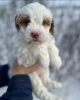 Zdjęcie №2 do zapowiedźy № 121592 na sprzedaż  labradoodle - wkupić się Wielka Brytania ze schronu