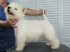 Zdjęcie №4. Sprzedam west highland white terrier w Москва. prywatne ogłoszenie, od żłobka, hodowca - cena - 2578zł