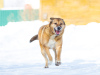 Zdjęcie №2 do zapowiedźy № 32394 na sprzedaż  pies nierasowy - wkupić się Federacja Rosyjska prywatne ogłoszenie