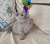 Zdjęcie №2 do zapowiedźy № 83554 na sprzedaż  scottish fold - wkupić się USA prywatne ogłoszenie