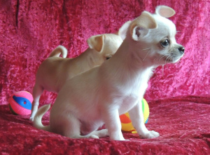 Dodatkowe zdjęcia: Oferujemy do sprzedaży szczenięce szczeniaczki Chihuahua