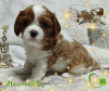 Zdjęcie №3. SZCZENIĘTA Cavalier King Charles Spaniel. Białoruś