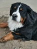 Dodatkowe zdjęcia: 10 Berneńskich psów pasterskich do rezerwy, zarejestrowany w miocie LOF duży