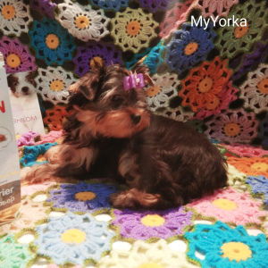 Zdjęcie №4. Sprzedam yorkshire terrier w Samara. hodowca - cena - 1277zł