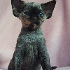 Zdjęcie №2 do zapowiedźy № 114804 na sprzedaż  devon rex - wkupić się Polska hodowca