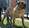 Dodatkowe zdjęcia: Mastif południowoafrykański Boerboel szczenięta