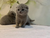 Zdjęcie №1. scottish fold - na sprzedaż w Monachium | 1465zł | Zapowiedź № 84022