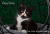 Dodatkowe zdjęcia: Kociak syberyjski Rite
