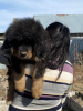 Zdjęcie №4. Sprzedam mastif tybetański w Karaganda. prywatne ogłoszenie - cena - 1783zł