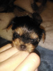 Zdjęcie №1. yorkshire terrier biewer, yorkshire terrier - na sprzedaż w Ryga | 2302zł | Zapowiedź №122551