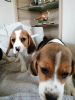 Zdjęcie №4. Sprzedam beagle (rasa psa) w Monachium. prywatne ogłoszenie - cena - 1423zł