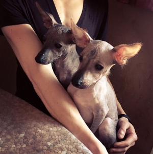 Zdjęcie №2 do zapowiedźy № 5902 na sprzedaż  nagi pies meksykański - wkupić się Ukraina prywatne ogłoszenie