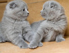 Zdjęcie №2 do zapowiedźy № 124251 na sprzedaż  scottish fold - wkupić się Holandia 