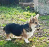 Zdjęcie №2 do zapowiedźy № 124907 na sprzedaż  welsh corgi - wkupić się Serbia 