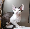 Zdjęcie №4. Sprzedam devon rex w Indianapolis.  - cena - 1188zł