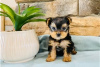 Zdjęcie №3. Szczeniak Yorkshire Terrier Filiżanka do bezpłatnej adopcji. Niemcy