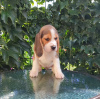 Zdjęcie №2 do zapowiedźy № 68895 na sprzedaż  beagle (rasa psa) - wkupić się Ukraina od żłobka, hodowca