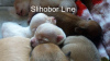 Zdjęcie №2 do zapowiedźy № 8108 na sprzedaż  chihuahua (rasa psów) - wkupić się Federacja Rosyjska prywatne ogłoszenie
