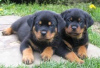 Zdjęcie №1. rottweiler - na sprzedaż w Aschaffenburg | Bezpłatny | Zapowiedź №120504