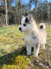 Zdjęcie №3. Pomsky przez Pomeranian i Husky. Niemcy