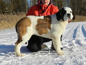 Zdjęcie №2 do zapowiedźy № 5427 na sprzedaż  bernardyn (rasa psa) - wkupić się Federacja Rosyjska prywatne ogłoszenie
