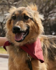Zdjęcie №4. Sprzedam pies nierasowy w Krasnogorsk. prywatne ogłoszenie - cena - Bezpłatny