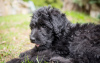 Zdjęcie №2 do zapowiedźy № 101237 na sprzedaż  labradoodle - wkupić się Niemcy prywatne ogłoszenie, hodowca