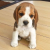 Zdjęcie №2 do zapowiedźy № 75803 na sprzedaż  beagle (rasa psa) - wkupić się Litwa prywatne ogłoszenie, hodowca