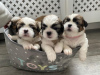 Zdjęcie №3. Urocze szczenięta Shih Tzu do bezpłatnej adopcji. Niemcy