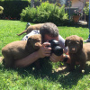 Zdjęcie №1. chesapeake bay retriever - na sprzedaż w Berlin | Bezpłatny | Zapowiedź №125179