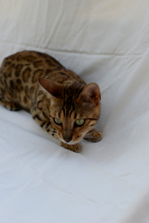 Zdjęcie №1. kot bengalski - na sprzedaż w Arkhipo-Osipovka | 908zł | Zapowiedź № 3669