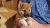 Zdjęcie №3. Beautiful shiba inu. Austria