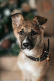 Zdjęcie №2 do zapowiedźy № 4468 na sprzedaż  pies nierasowy - wkupić się Federacja Rosyjska prywatne ogłoszenie