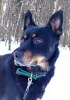 Zdjęcie №2 do zapowiedźy № 93058 na sprzedaż  pies nierasowy - wkupić się Federacja Rosyjska prywatne ogłoszenie