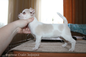 Zdjęcie №4. Sprzedam chihuahua (rasa psów) w Sosnovy Bor. od żłobka - cena - 1815zł