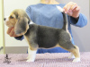 Zdjęcie №2 do zapowiedźy № 13267 na sprzedaż  beagle (rasa psa) - wkupić się Ukraina od żłobka