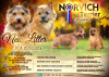 Dodatkowe zdjęcia: Norwich Terrier