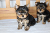 Zdjęcie №1. yorkshire terrier - na sprzedaż w Mondorf-les-Bains | 1188zł | Zapowiedź №124853