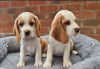Zdjęcie №2 do zapowiedźy № 34506 na sprzedaż  beagle (rasa psa) - wkupić się Federacja Rosyjska 