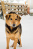Zdjęcie №4. Sprzedam pies nierasowy w Perm. ze schronu - cena - Bezpłatny
