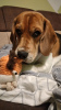 Zdjęcie №1. Usługi krycia - rasa: beagle (rasa psa). Cena - negocjowane