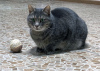 Dodatkowe zdjęcia: Uroczy kot Wasilij w prezencie